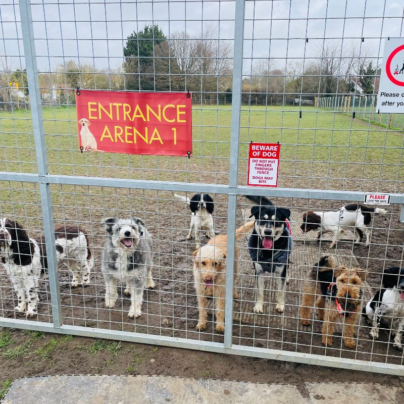 March 2023 - Some New Photos Gallery Image - Royal Hounds Dog Park